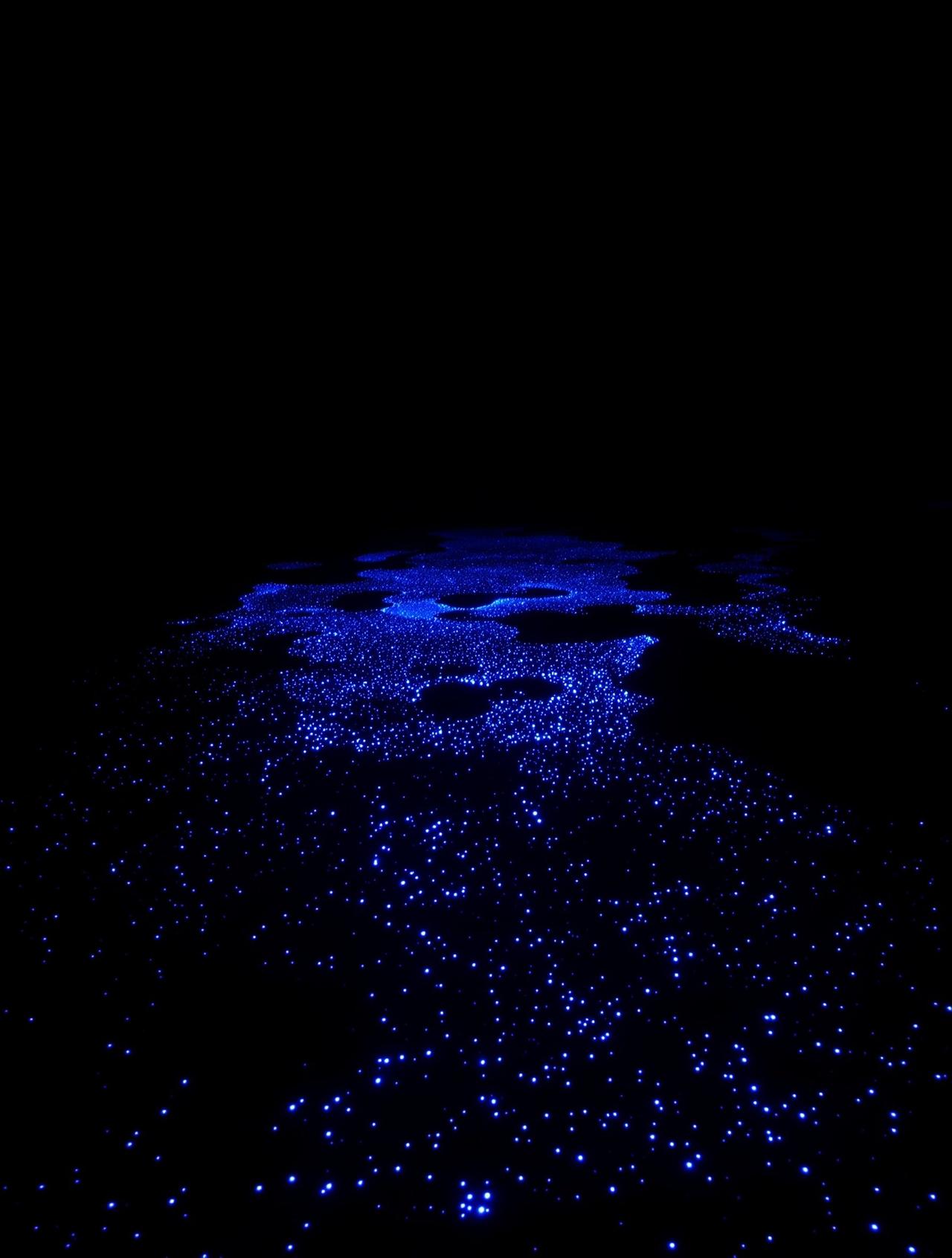 夜潜·荧光海岸